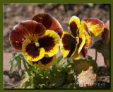 Pansies