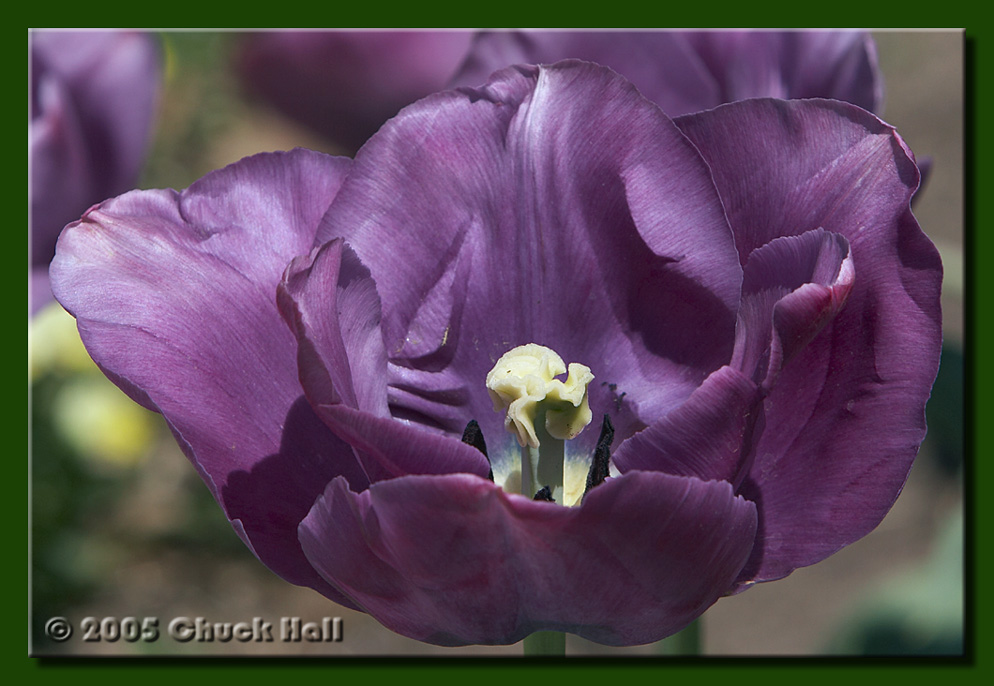 Violet Tulip