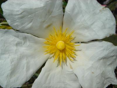 Gum Rock-rose (Cistus ladanifer)