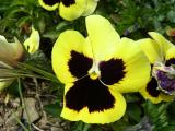 Amor-perfeito // Wittrock's Violet, Pansy (Viola wittrockiana)