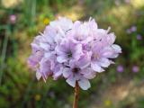 Arméria (Armeria sp.)