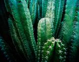 cactus-10a.jpg
