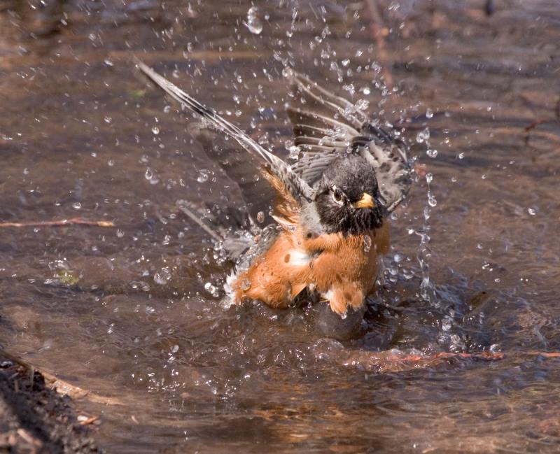 Bathing Beauty Robin