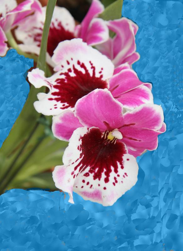 Miltonia