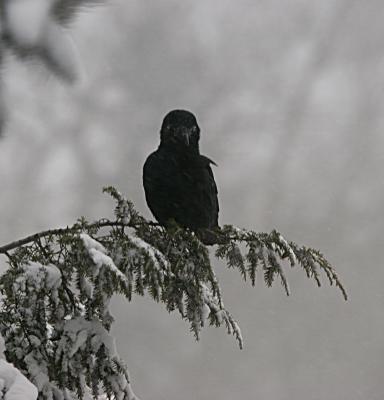 Crow in the storm