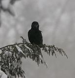 Crow in the storm