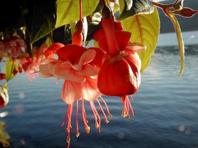 Fushia.jpg