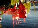 Fushia.jpg