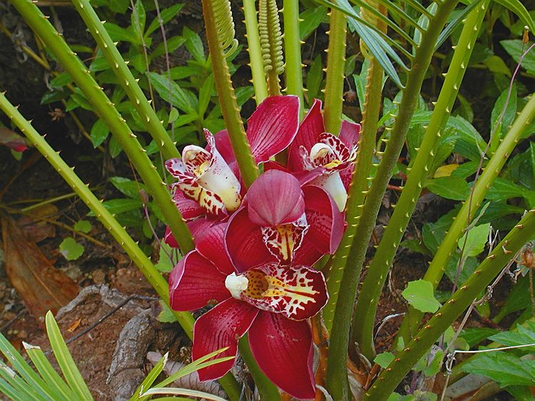 P1250034c.jpg