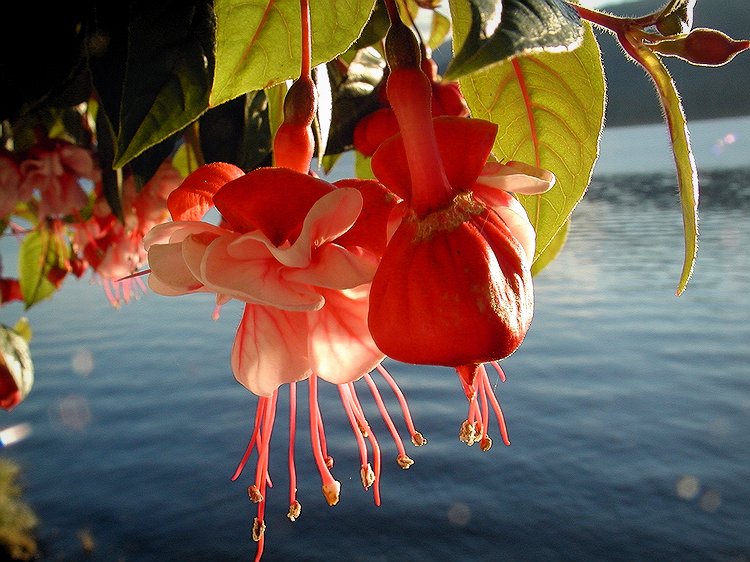 Fushia.jpg