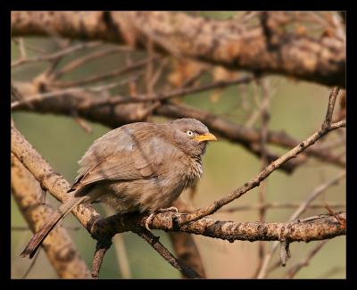 Common Babbler 01