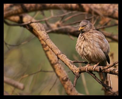 Common Babbler 02