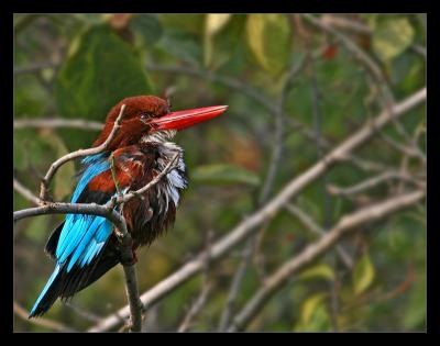 White Breasted Kingfisher 01