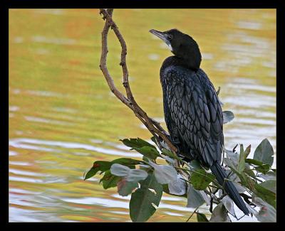 Small Cormorant 02