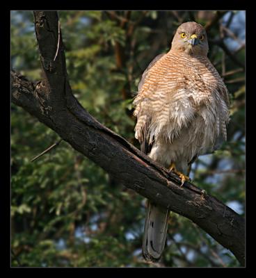 Shikra 01