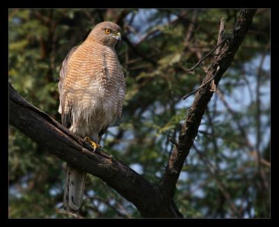 Shikra 02