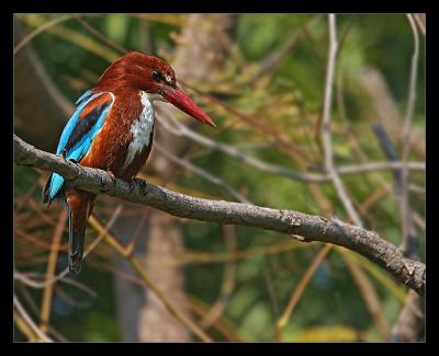 White Breasted Kingfisher 02