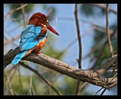 White Breasted Kingfisher 03