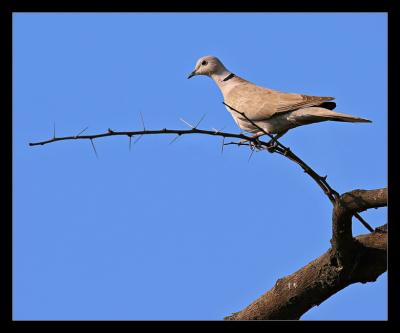 Eurasian Collared Dove 01