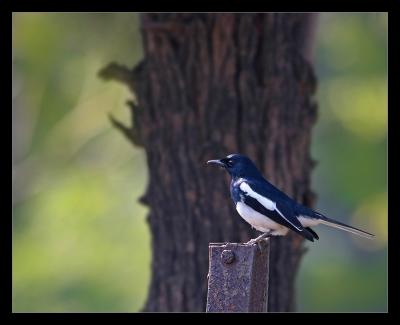 Oriental Magpie Robin