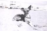 Teeny at Balboa Beach! Mid 1950s