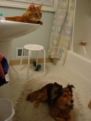Bathroom Patrol