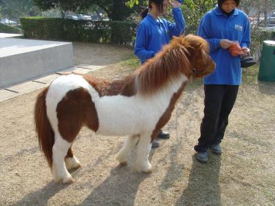 Dwarf Horse