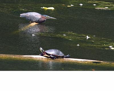 u16/waymire/medium/39142818.GreenHeronTurtleCDs.jpg