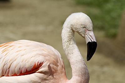 Flamingo 3-15-05 s.jpg