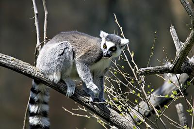Lemur 3-15-05 s.jpg