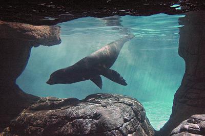 Sea Lion underwater s.jpg