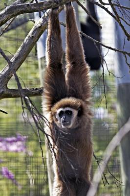 Gibbon 3-15-05 s.jpg