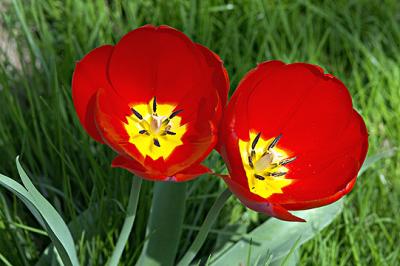 Tulips 2 s.jpg