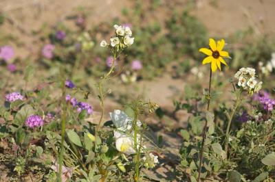 CRW_2287.jpg