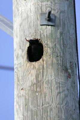 Starling