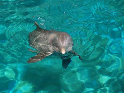 Bottlenose Dolphin