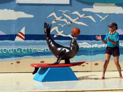 Sea Lion