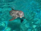Bottlenose Dolphin