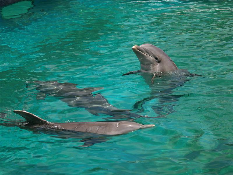 Bottlenose Dolphins 