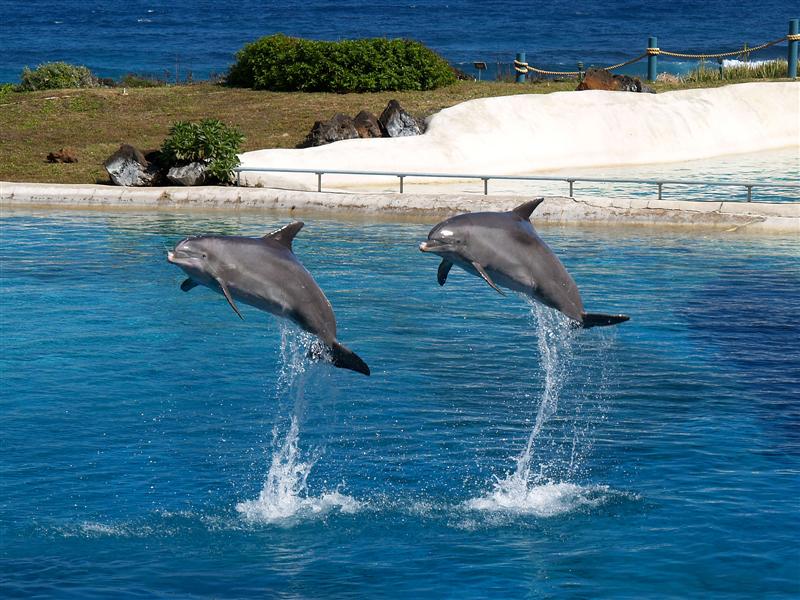 Bottlenose Dolphins 