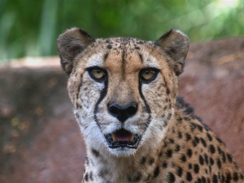 Scar