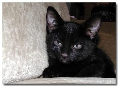 u16/willa/medium/4974871.ozzieKatcropped.jpg