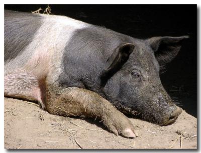 Piggy Nap