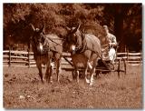 Morning Plow In Sepia