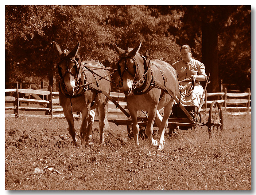 Morning Plow In Sepia