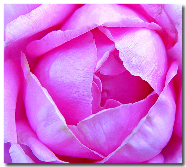 Pink McCartney Rose From My Garden