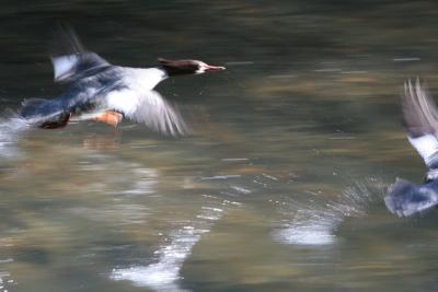 Common Mergansers flying