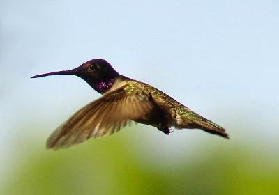 black-chinned male
