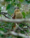rose-throated becard female
