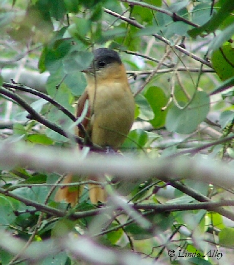 rose-throated becard female